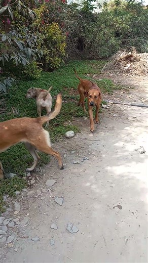 Rodesiano crestas, Pastor Belga Malinois, Bully Pitbull #rodesian #crestado #malinois #dog #pets