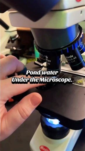 Pond water under the microscope!