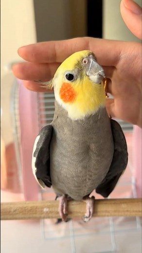 Cute Singing and Peekaboo Playtime ✨🦜🎶💖 #cockatielscraze