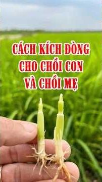 Kích đòng cho chồi con và chồi mẹ thế nào hiệu quả? | Hai Lúa Vàng