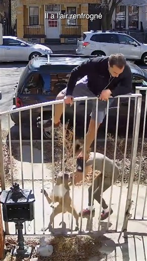 Comment calmer un chien agressif ? #commentsurvivre | What If Français