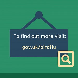 3.1K views | #Poultry and other captive birds in England can be let outside from 15 May 2025 unless you are in a 3km Protection or Captive Bird Monitoring (Controlled) Zone. The Avian Influenza Prevention Zone remains in place. There are some vital preparations you must take before releasing your birds outside. See the Animal and Plant Health Agency press notice for full details: https://orlo.uk/kL1sP | Lancashire County Council | Facebook