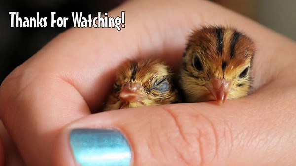 Easy Ultra Basic Beginner Soy Wax Melts (inc. Essential Oil Recipes)