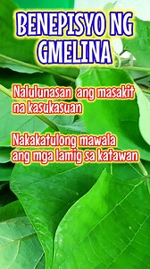 21K views · 456 reactions | Gmelina Tree Benefits #gmelina #kabayangmanny | Kabayang Manny | Facebook