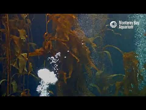 Live Kelp Forest Cam - Monterey Bay Aquarium