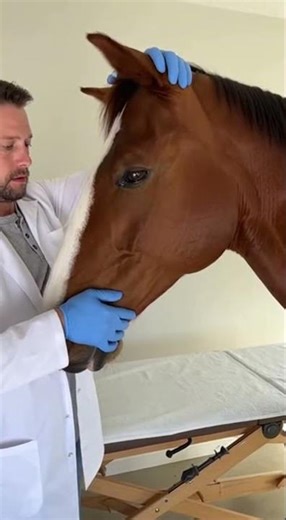 Horse Osteopathy: Gentle Alignment for a Majestic Athlete 🐴🩺 #vetvisit #horse #cutehorse #viral