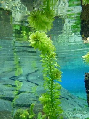 【後景草】アナカリス(オオカナダモ)の育て方 | Aquarium Library