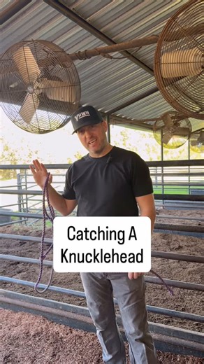 Stock Up Supply on Instagram: "How to catch a knucklehead calf 😁🤭 #livestockshow #cattleshow #steershow #heifershow"