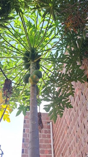 olha a riqueza frutos do nosso cultivo no quintal