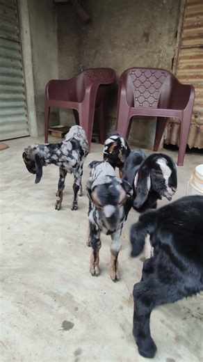 baby goat bleating sound