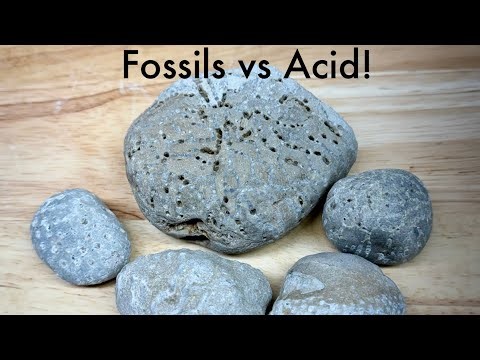 Fossils! | Lake Michigan Fossils vs Muriatic Acid!