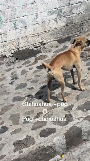 Pughuahua #pu #chihuahuas #dogsoftiktok | Chihuahua