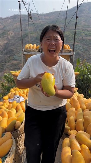 Ripe mangoes are on our tree #shortvideo #facts #youtubeshorts
