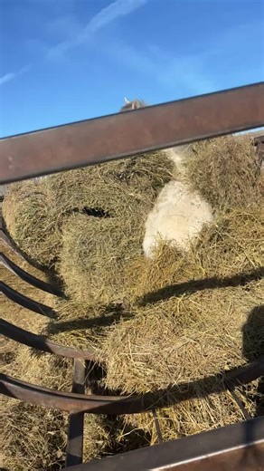 Funny Moments with Bucking Horses