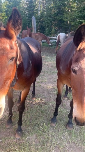 Pack mule n. An animal of grit, heart and wisdom. When we pack into the wilderness, our herd stays in the meadow at night. The next morning, our wranglers gather the herd with grain bags and halters. Once we catch the bell mare, the rest of the herd typically follows us back to the hitch rails. Then the fun begins. As you can see in this video, the mules stand around the rails waiting for grain and to be caught and tied up. Our wranglers do an excellent job at carefully catching each mule, halte