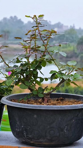 Best Vermicompost for Your Garden 🌱 | Buy from The Nursery Store Transform your garden with the best-quality vermicompost from The Nursery Store! 🪱💚 Perfect for enriching soil, boosting plant growth, and ensuring healthy blooming. Your plants will love this organic treat! 🌸 Order now and see the magic in your garden. 🛒 from @the.nurserystore #Vermicompost #TheNurseryStore #GardeningTips #OrganicFertilizer #gardening #gardeningtips #compost #plantlovers #naturelovers #gardeninspiration #gard