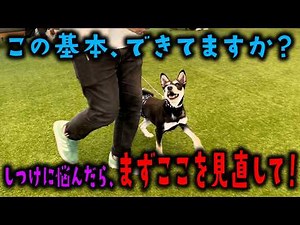 [Just this will make a difference] A dog trainer teaches you the basic steps of "the foundation o...