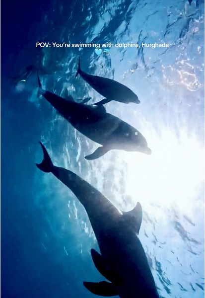 Unforgettable Dolphin Swimming Adventure in Hurghada