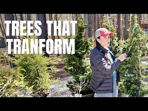 Specialty Trees That Fix Common Garden Problems 🌿 Privacy, Structure & Stunning Focal Points