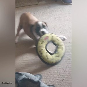 20K views · 804 reactions | Some Serious Problem-Solving… | Boxer Dog Bonanza | Facebook