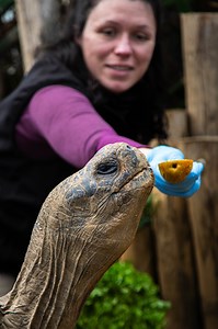 🐢 À vous de deviner : combien pèse notre beau Dodo ? Dodo, notre beau mâle tortue géante des Galápagos, a 25 ans (bientôt 26, il soufflera ses bougies le 30 mai) 🥳. Avec l'aide de ses soigneuses, Marjorie & Suzy, il vous lance un défi : saurez-vous deviner son poids ? Motivé par quelques gratouilles, ses aliments préférés et une bonne douche chaude, Dodo a accepté de monter sur la balance. Maintenant, c'est à vous de jouer ! 🎁 Un instant privilégié à gagner ! Parmi les bonnes réponses, nous t