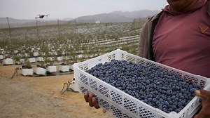 Coco Coir South America | Commercial Cocopeat