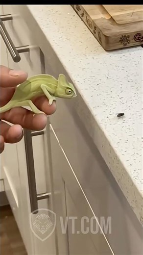 Funny Animal Compilation Pt.1 😂