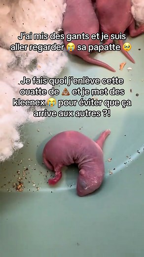 #passioné #animaux #🐀🐱🐶🐇🦔🐹🐭🐰 #💕💕💕💕💕💕