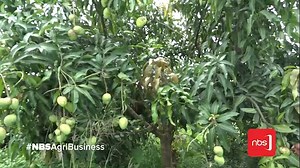 On today's episode of the #NBSAgriBusiness show at 8:30 pm, we will discuss mango varieties and how you can maximize profits. #NBSAt15 #NBSUpdates | NBS Television | Facebook