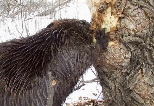 TURN UP THE VOLUME and listen to this beaver chewing on a tree. In the first part of the video, the beaver is scraping off all the old, dry bark, which is not really edible. Once the bark is removed, the beaver eats the cambium layer, which is the layer of newly growing tree just beneath the bark that has not yet turned into wood. Because the cambium layer has an actively growing molecular structure, it is soft and nutritious. Cambium is a very important part of a beaver’s diet. #beavers #wildli