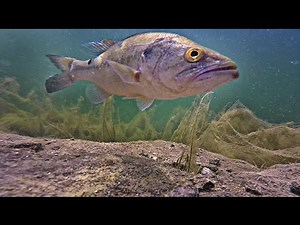 Largemouth Bass Eats Bait Underwater | SUPER CLEAR Footage