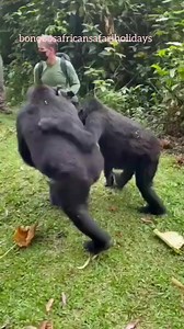 72K views · 1.9K reactions | African Gorilla always play with humans...