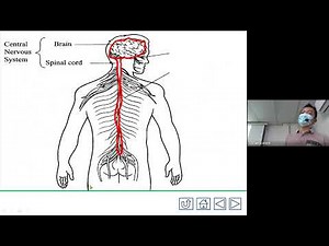 Form 3 Science | Chapter 1 | Stimulation and Responses | Human Nervous System | Test Class