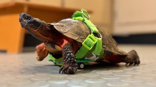Why this turtle uses a Lego mobility aid