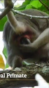 Joyful Moment in the Treetops as Mother Monkey Welcomes a Beautiful Baby into the Wild | Monkey history 2024