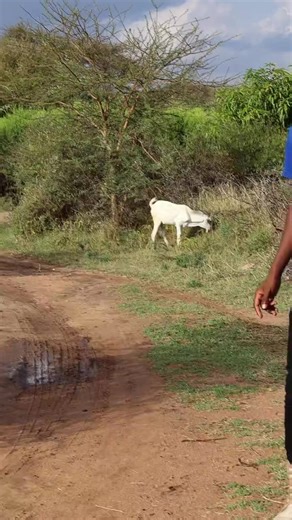 dancing machine 💯 (@spatatitoo)’s videos with original sound - STEVE_KIM✅