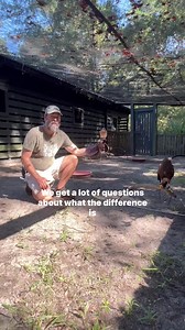359K views · 5.8K reactions | Hawk vs falcons are a great example of convergence. Although these two raptors have a somewhat similar body shape, behavior and habitat, they are not related to each other at all.樂 Visit our Center right outside of #Charleston to learn more about raptors of all shapes and sizes. ... #falcons #hawks #hawksvsfalcons #birdsofprey #AvianConservationCenter #thingstodo #aviary #awendaw | Center for Birds of Prey | Facebook