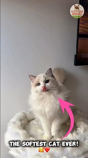 Meet the Ragdoll Cat – The Cutest and Most Gentle Cat Ever!