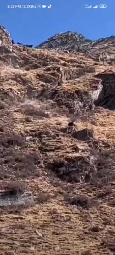 Hiun Chituwa Common Names “Snow Leopard” (English); 'Hiun Chituwa' (Nepali) and Synonyms 'Uncia uncia'. The snow leopard (Panthera uncia), also known as the ounce, is a felid in the genus Panthera native to the mountain ranges of Central and South Asia | Nepal Mountain Guide Team