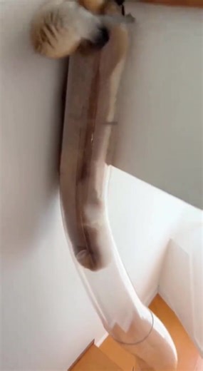 Cats and Their Fascinating Liquid-Like Behavior