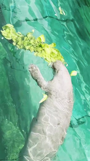Lunchtime Mood with Dugongs at Sydney Aquarium