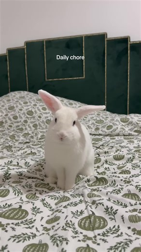 Vidéos de cottontail_bunniesfield (@cottontail_bunniesfield) avec original sound - cottontail_bunniesfield