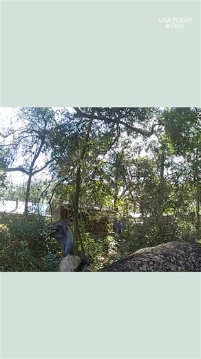 Watch an officer chase down a runaway emu and secure it with a lasso and cuffs in this unbelievable moment. | Milwaukee Journal Sentinel