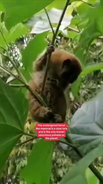 A slow loris is the only known venomous primate on the planet and its bite could kill a human. Link in bio for more 🔗 #slowloris #primate #rareanimals | Sky News