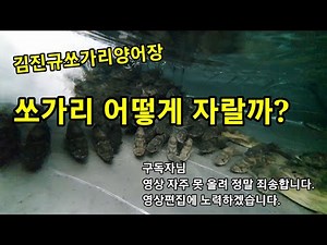 양어장 쏘가리 어떻게 자랄까?