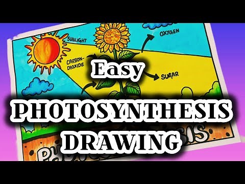 How to draw photosynthesis Project / Photosynthesis drawing / Science project class 10