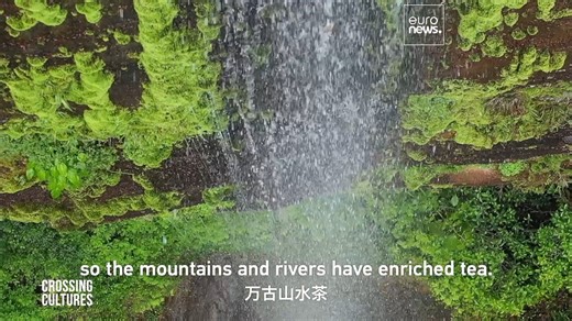 42K views · 221 reactions | Depending on how it's processed, tea is classified into six major types, namely green, yellow, white, black, oolong and dark. Wuyi rock tea, as a special oolong variety, sits between green "non-fermented tea" and black "fully-fermented tea." The processing involves more than ten steps, from harvesting and withering, to twisting and drying. #SharedFuture10Years #TheNewSilkRoad #Heritage #Inheritors | China Plus Culture | Facebook