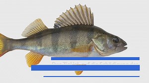 Fisch des Jahres 1984 2024