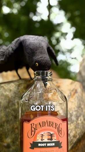 How a Crow Outsmarted a Water Bottle 🐦‍⬛