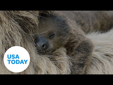 Baby sloth born at San Diego Zoo snuggles with mom | USA TODAY